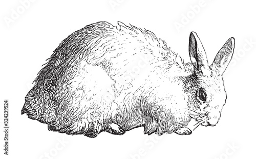 Angora rabbit / vintage illustration from Brockhaus Konversations-Lexikon 1908