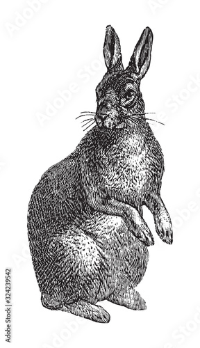 Rabbit / vintage illustration from Brockhaus Konversations-Lexikon 1908