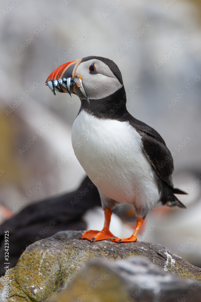 Fototapeta premium Atlantic puffin (Fratercula arctica)