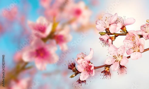 Blossoming. © BillionPhotos.com