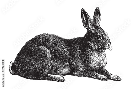 Rabbit / vintage illustration from Brockhaus Konversations-Lexikon 1908