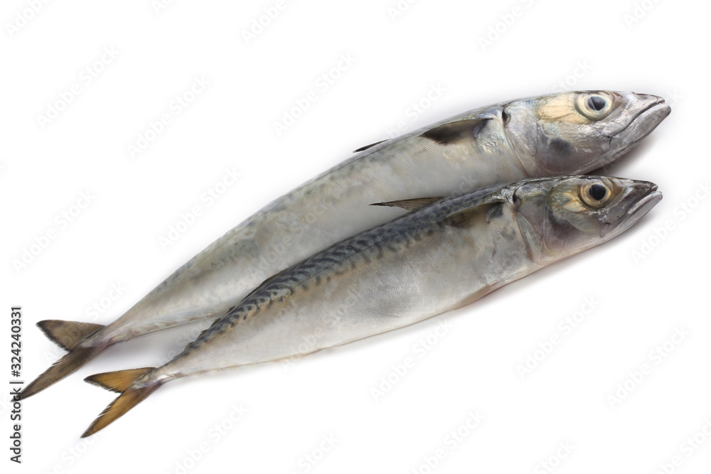 Chub mackerel (Pacific mackerel, saba) Chub mackerel (Pacific mackerel, saba)