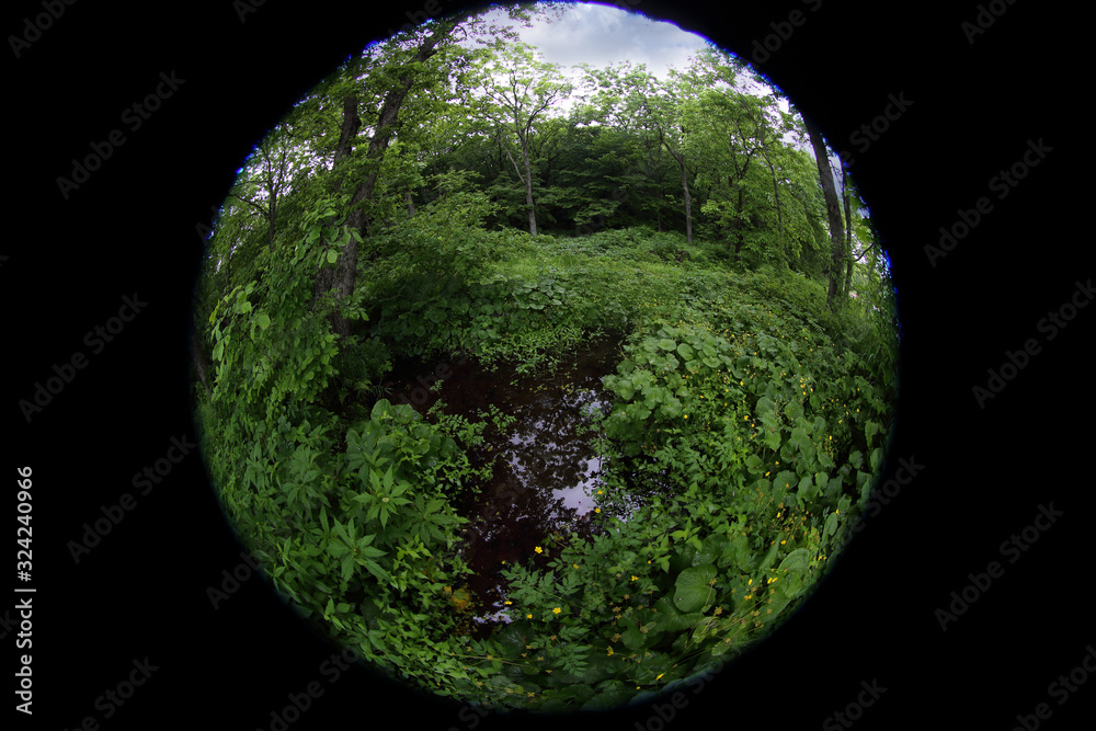 Ταπετσαρία Little forest lake. Circular fisheye photo