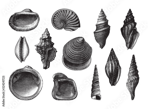 Shell fossil collection (Oligocene period) / vintage illustration from Brockhaus Konversations-Lexikon 1908
