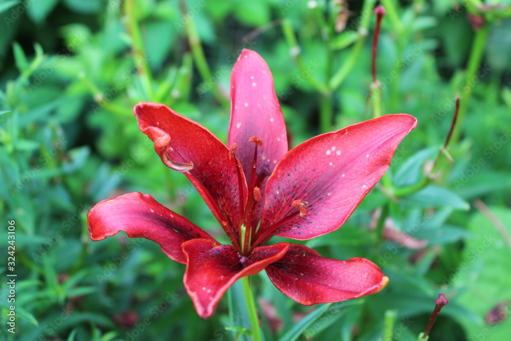 summer lily bloom flower garden village rest beautiful summer lily bloom flower garden village rest beautiful