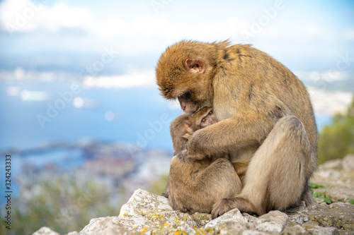 monkey Macaca sylvanus in the wild on the Gibraltar peninsula © edojob