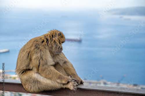 monkey Macaca sylvanus in the wild on the Gibraltar peninsula