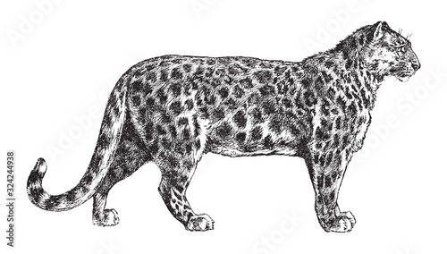 Snow leopard (Panthera uncia) / vintage illustration from Brockhaus Konversations-Lexikon 1908
