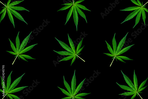 Cannabis leaves isolated on dark black background. Top view,
