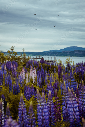 Lupinen am Fjörd