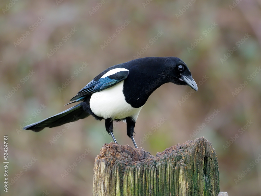 Obraz premium Magpie, Pica pica
