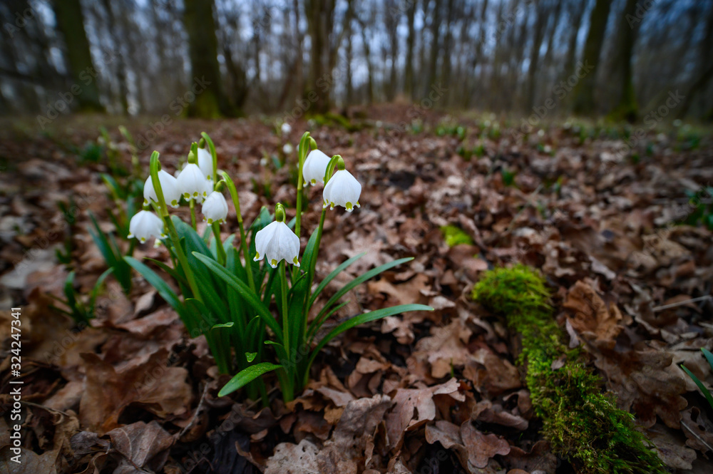 Fototapeta premium Spring snowflake in the natural environment, close up, nature, Europe, Leucojum vernum
