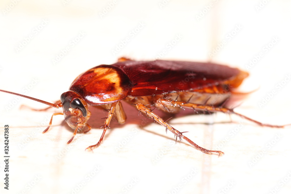 Cockroach Cockroach
