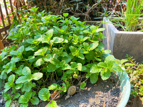 The mint tree is in a pot in the backyard. For cooking ingredients in the family