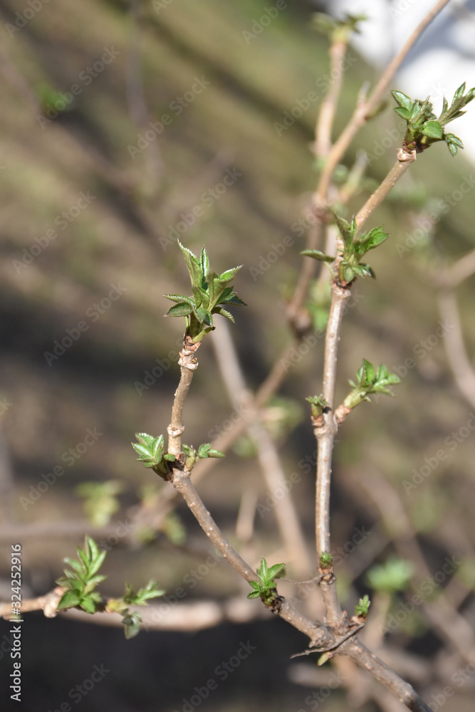 Elderberry, young leaves sprouted on a thin twig Elderberry, young leaves sprouted on a thin twig