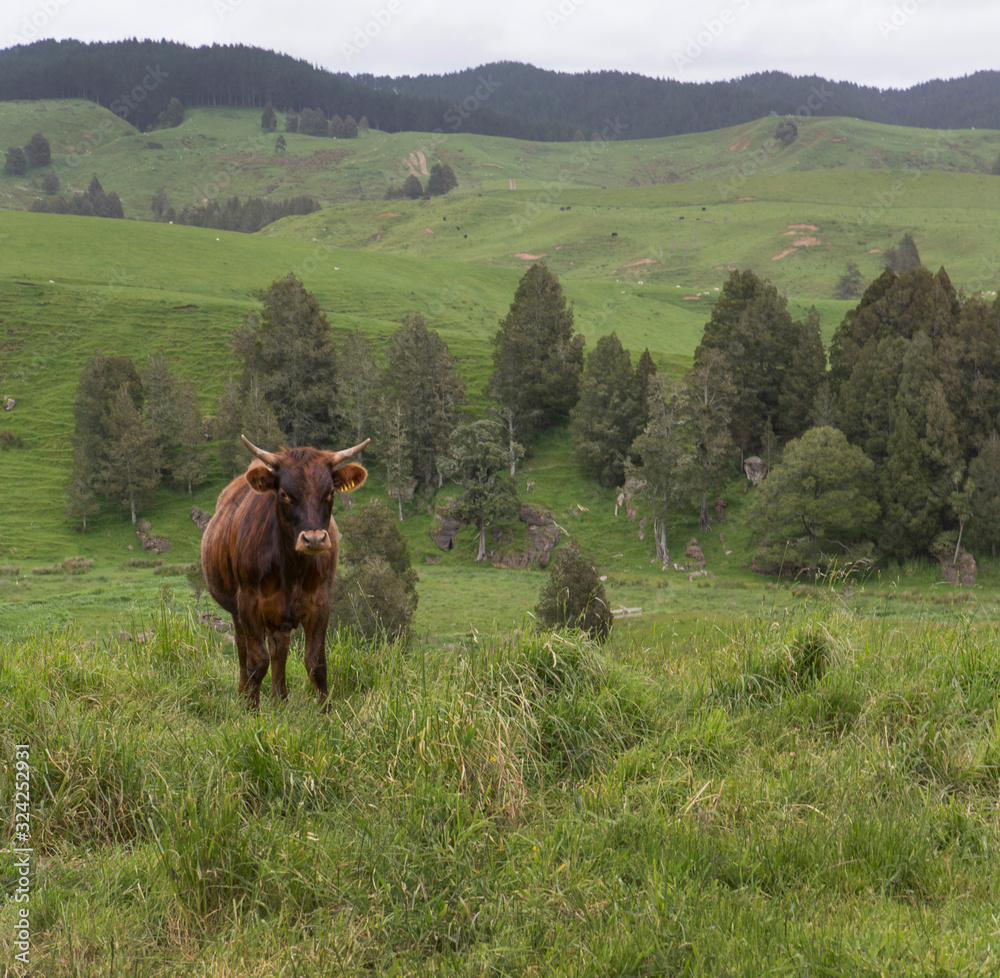 Onewhero New Zealand. Pastures meadows cows Onewhero New Zealand. Pastures meadows cows