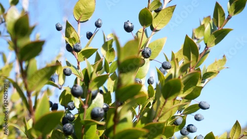 Myrtus communis, myrtle plant with ripe berries in natural environment. scented plant of the Mediterranean scrub