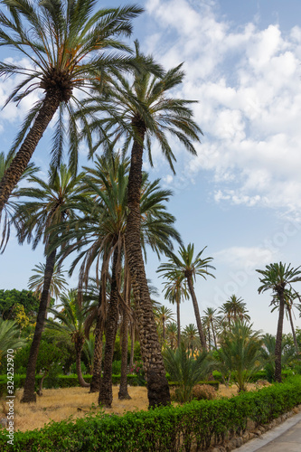 Coconut Palms Tropical Park in Palermo  Sicily - Italy.