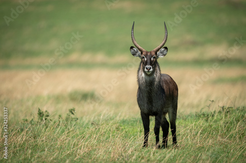 Male Defassa waterbuck stands in sunny grassland