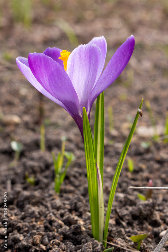 Naklejka premium Crocus vernus (Spring Crocus, Giant Crocus)