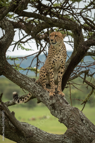Male cheetah sits in tree looking left