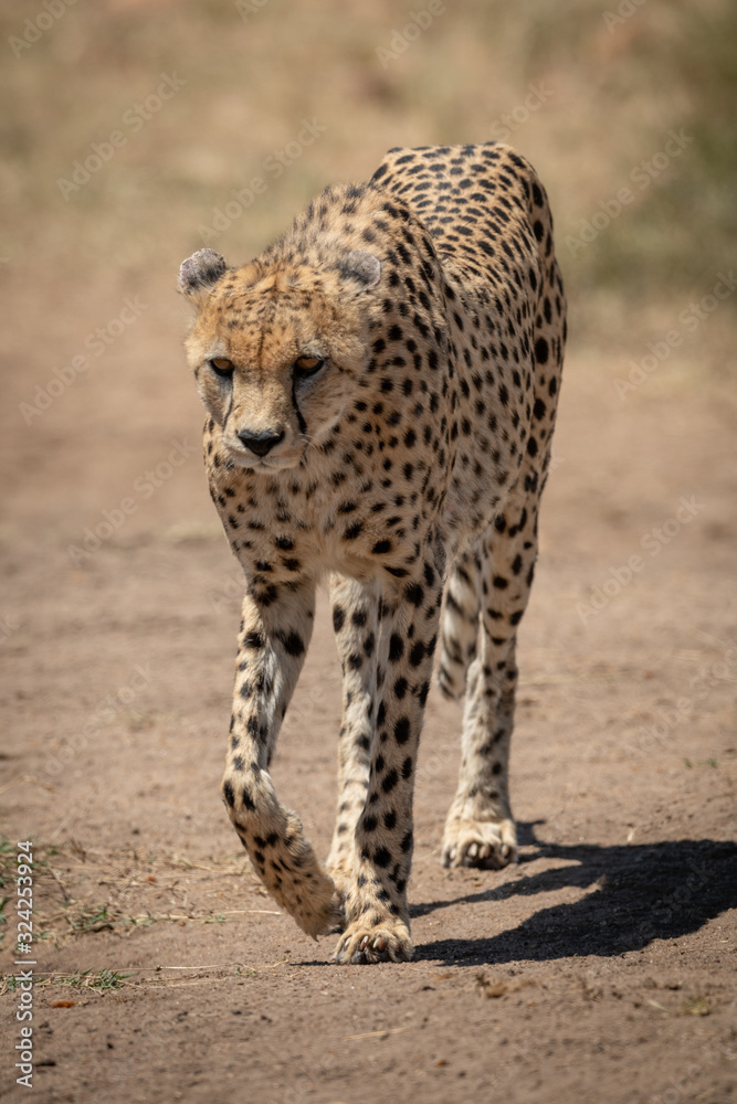 Male cheetah walks towards camera lifting paw Male cheetah walks towards camera lifting paw