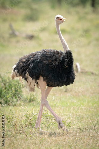 Male common ostrich walks through sunlit grassland