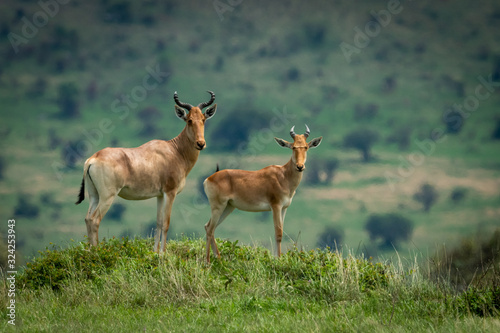 Male hartebeest and calf stand on mound