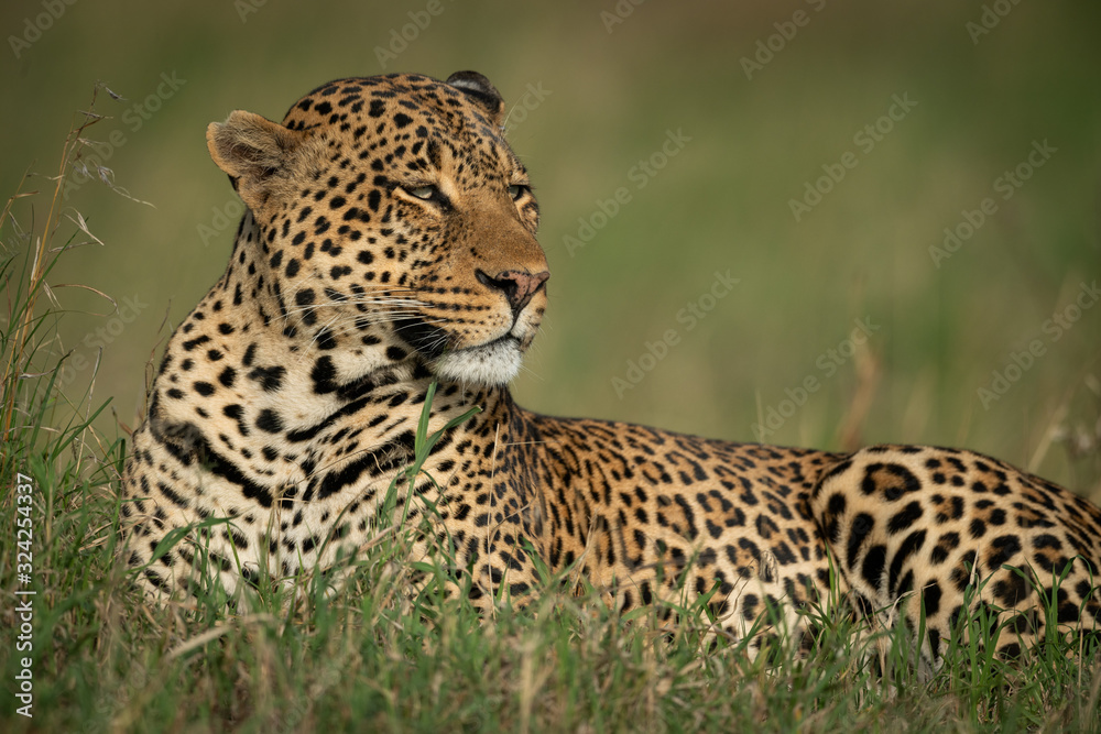 Male leopard lies in grass facing right Male leopard lies in grass facing right