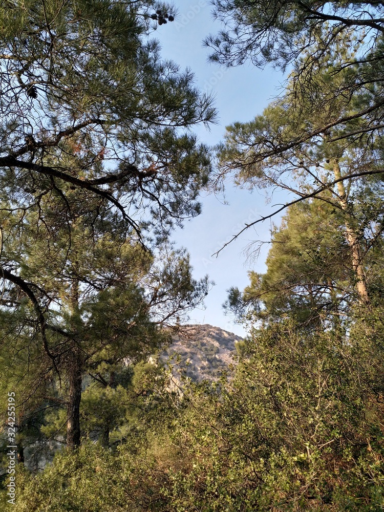 Fototapeta premium trees in the forest,sky,mountain
