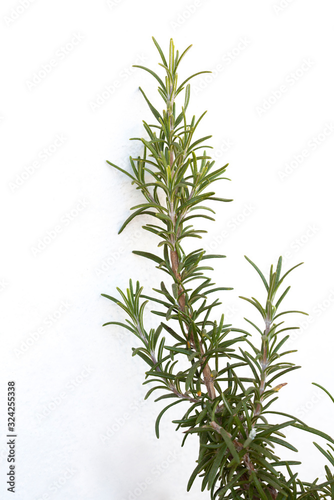 rosemary aromatic plant isolated on white background with copy space for your text rosemary aromatic plant isolated on white background with copy space for your text