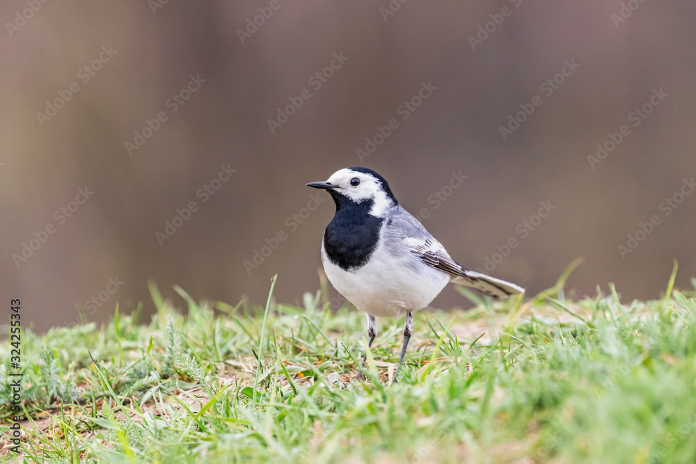 The white wagtail (Motacilla alba) is a small passerine bird in the family Motacillidae. The white wagtail (Motacilla alba) is a small passerine bird in the family Motacillidae.