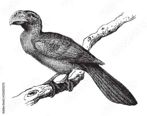 Smooth-billed ani (Crotophaga ani) / vintage illustration from Brockhaus Konversations-Lexikon 1908