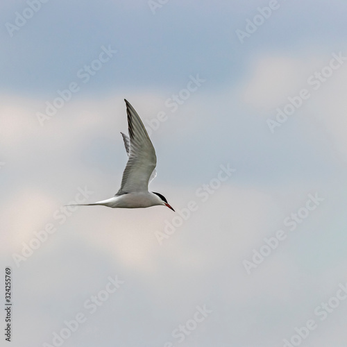 common tern in flight. The common tern (Sterna hirundo) is a seabird in the family Laridae.