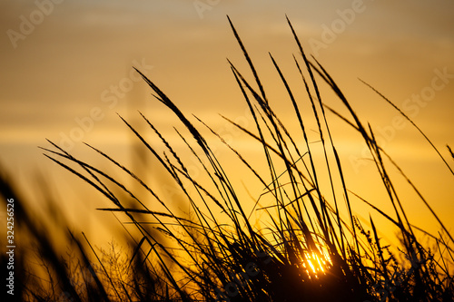 Grass silhouette on foreground, Sunset on background