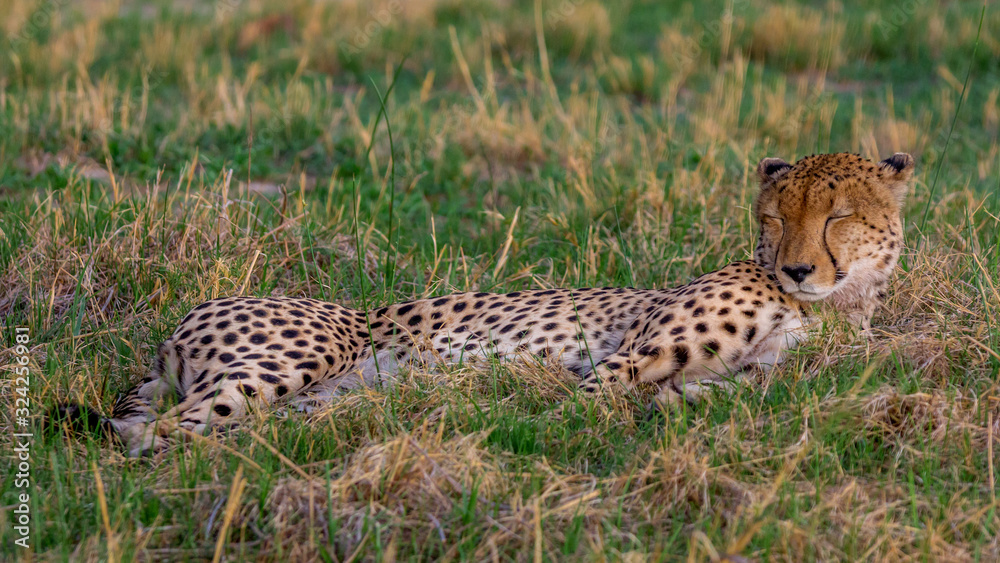 Obraz premium Gepard