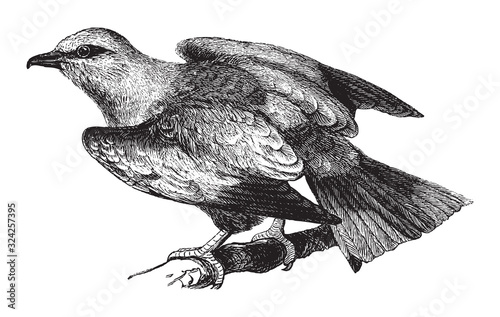 European roller / vintage illustration from Brockhaus Konversations-Lexikon 1908