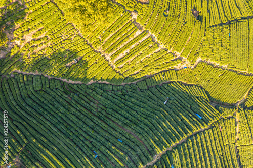 tea plantation