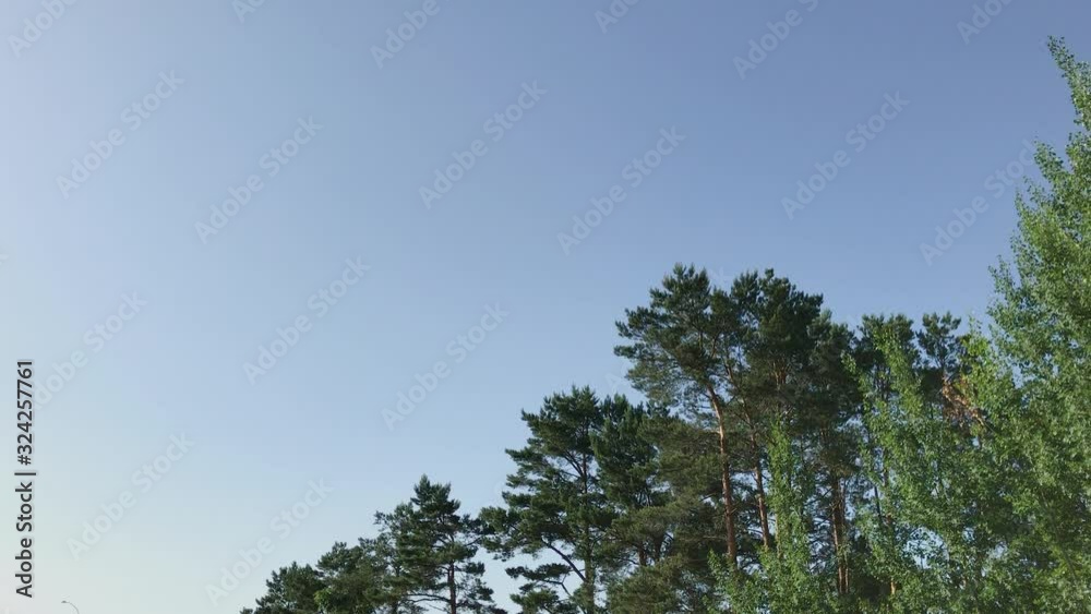 The tops of the trees in the forest against the blue sky. The tops of the trees in the forest against the blue sky.