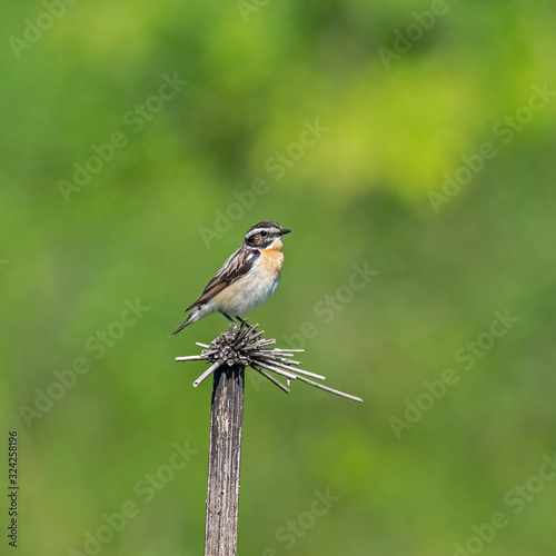 The whinchat (Saxicola rubetra) is a small migratory passerine bird family Muscicapidae.