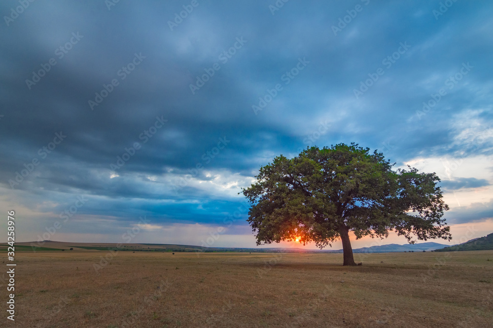 Beautiful landscape with a lonely oak tree in the sunset and dramatic clouds, Dobrogea, Romania