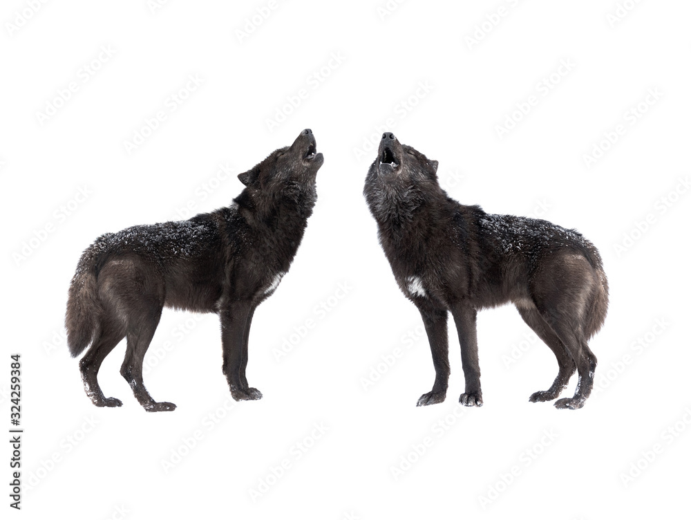 two Howling wolf isolated on a white background. two Howling wolf isolated on a white background.