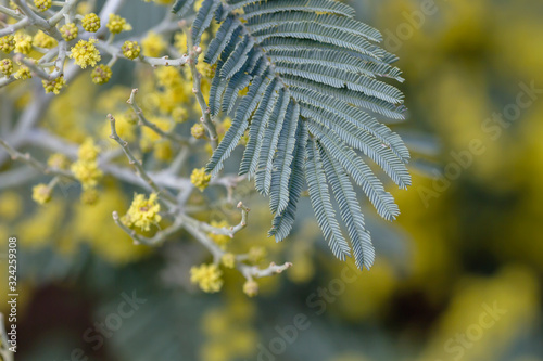 Silver watrle grey leaf photo