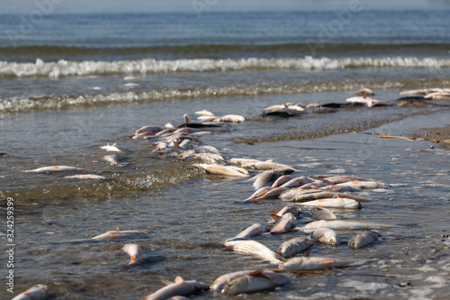 Dead fish is thrown onto the sandy bank of the river