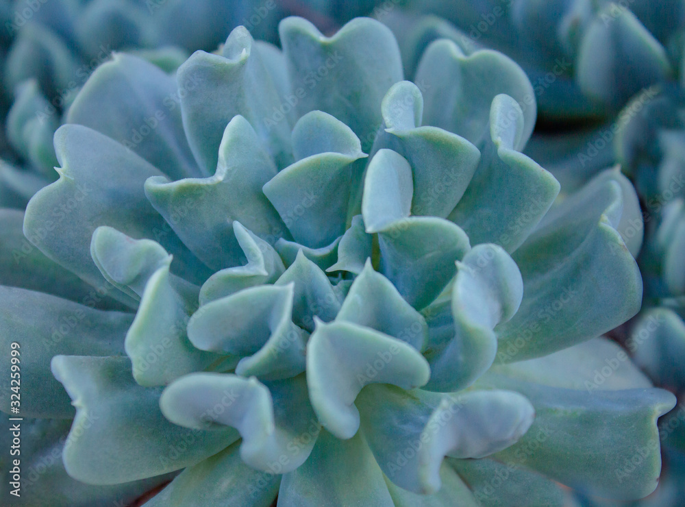 Popular Succulent growing in mountain in Spain Popular Succulent growing in mountain in Spain