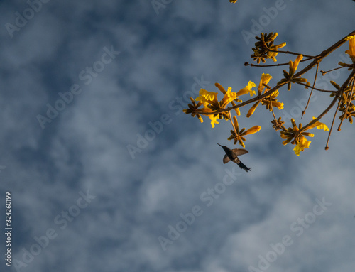 Ipê Amarelo e Beija-Flor colibri, cuitelo, chupa-flor, pica-flor, chupa- mel, binga, guanambi, guinumbi, guainumbi, Hummingbirds, colibrí  photo