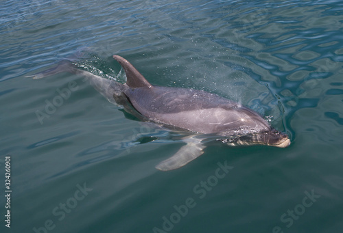 Bay of islands coast New Zealand Delphins swimming © A