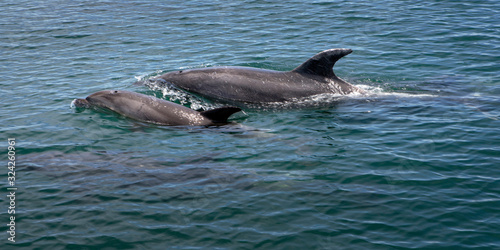 Bay of islands coast New Zealand Delphins swimming