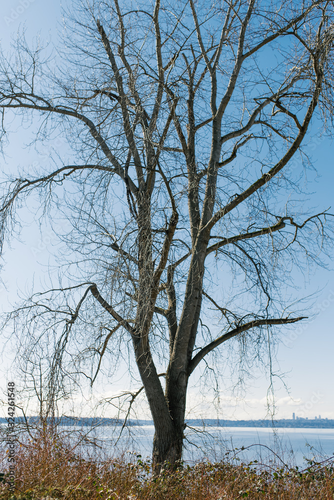 Tree without leaves on the background of lake Washington in the United States