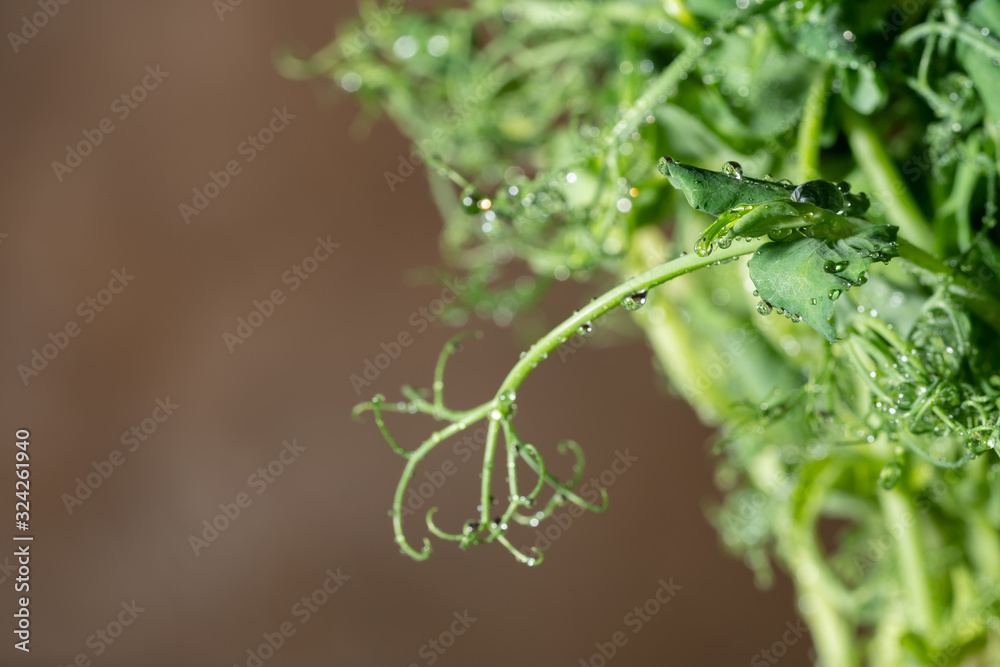 Microgreen peas sprouts in drops of water, on a light brown background, closeup, space for text. Super food, healthy nutrition and vegan concept. Microgreen peas sprouts in drops of water, on a light brown background, closeup, space for text. Super food, healthy nutrition and vegan concept.